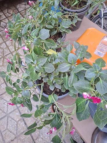 kalistamon gulu: Impatiens (Balsamin) saksı gülü – canlı çəhrayı çiçəklərlə - Bitki — 7