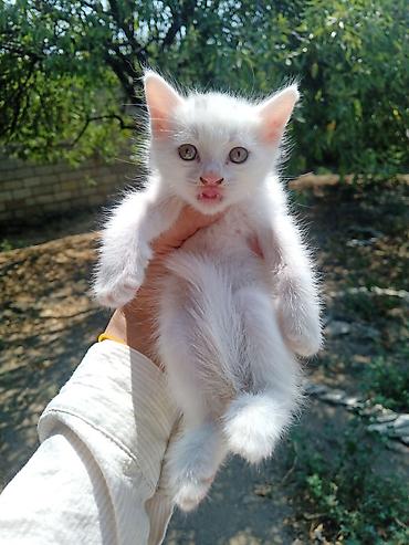 qara pisik: VAN KEDI CINSLI ERKEK 40 GÜNLÜK ağ tüklü pişik balası sahiblendirlir — 1