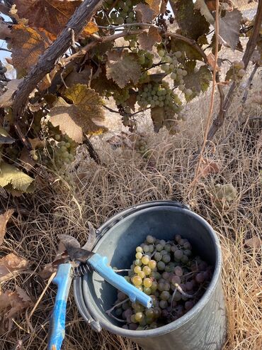 Продажа домов: Дача, 55 м², 5 комнат, Старый ремонт — 24