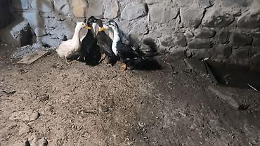 serebrist toyuqlar satılır: Kom 1 ədədi 10 manatdan 6 ədəd dir sağlam heyvanlardı fikri ciddi — 2
