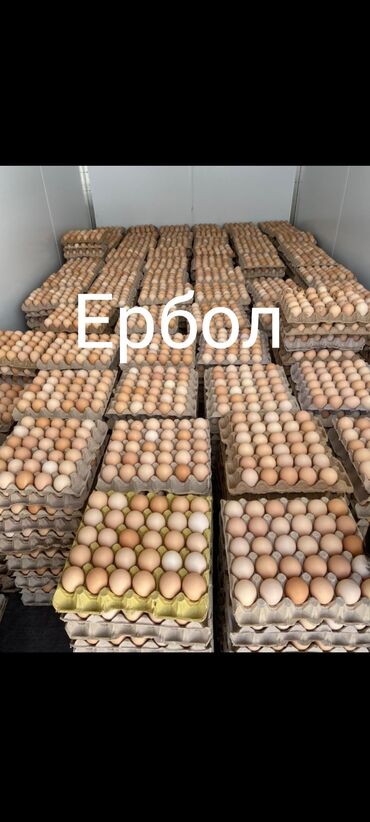 инкубационные яйца купить: Инкубационные яйца бройлера
