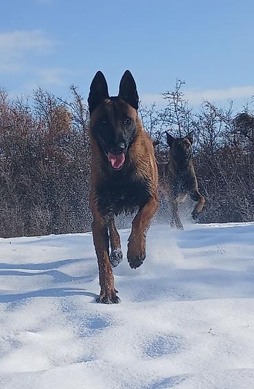 Продажа собак: Предлагаются к бронированию щенки Белгийской овчарки Малинуа.Щенков 9 — 1