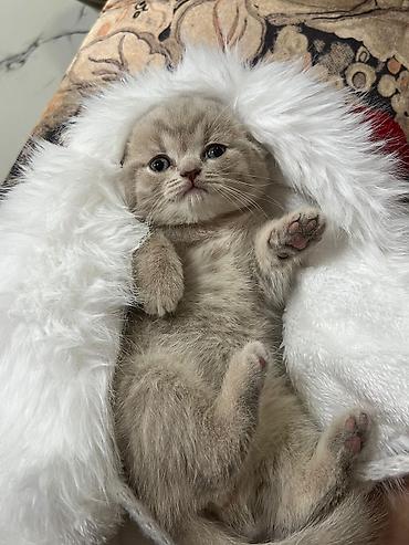 Кошки: Шотландская вислоухая — 1