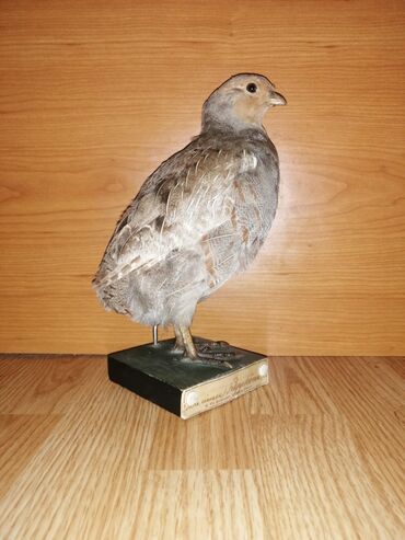 Ptice: Preparirana ptica — 2