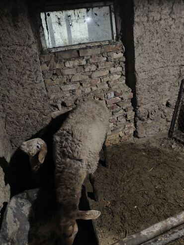 Бараны, овцы: Продаю | Овца (самка) | Для разведения | Матка — 8