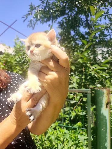 котята свинкс: Скотиш Страйт (Шотландская прямоухая), 1 месяц, Девочка, Золотая шиншилла, Приучена к лотку — 2