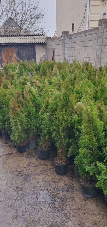 полка для товаров: Көчөттөр дарактардын: Туялар