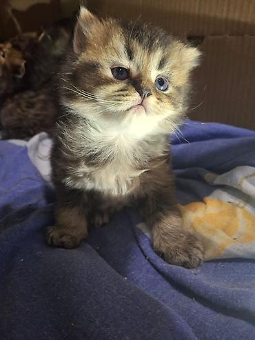 Pişiklər: Britan — 23