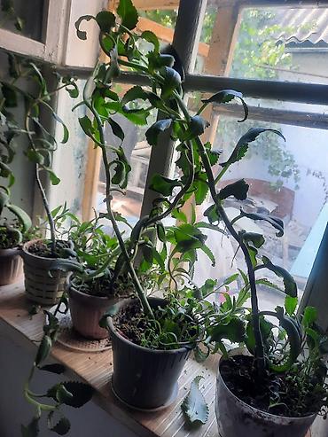 Продаю лечебное растение КОЛАНХОЕ ДОМАШНИЙ ДОКТОР.2 летний.Живое