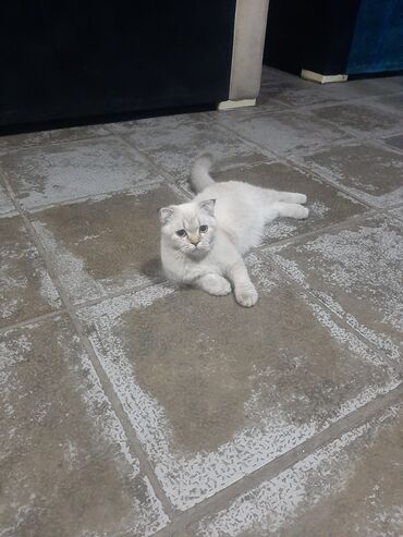 Pişiklər: Şotland yastı qulaq, Dişi — 8