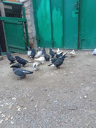 Голуби: Göyərçinlər tək tək və topdan satılır.tək tək 10 azn.topdan alana yəni — 4