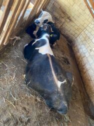 Inəklər, öküzlər: Erkək, il: 1, 170 kq, Ətlik, Ünvandan götürmə -da lalafo.az — 9 Inəklər, öküzlər: Erkək, il: 1, 170 kq, Ətlik, Ünvandan götürmə — 9