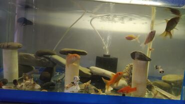 Akvariumlar: Rəngarəng akvarium balıqları və dekorativ akvarium Məhsul təsviri: - — 5