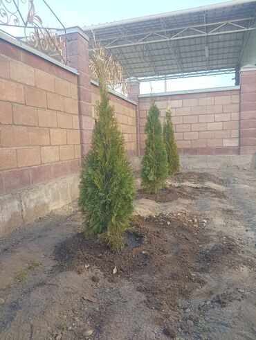 Декоративные деревья: Саженцы деревьев: Туи — 2