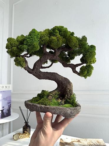Декоративные цветы: Деревья-бонсай из натурального стабилизированного мха🌳 -это — 106