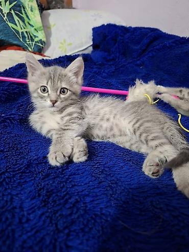Мышыктар: Отдам в хорошие руки! Котята серых окрасов, помесь с вислоухим — 4