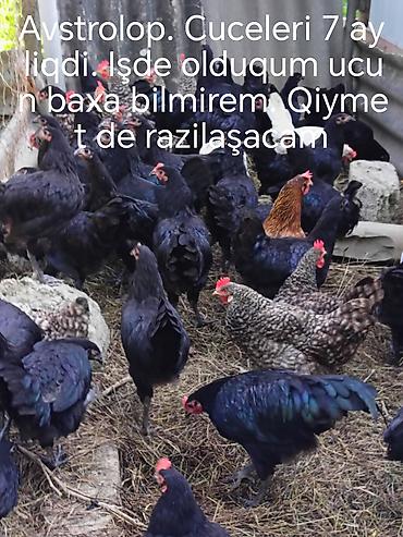 Toyuq, Australorp, Damazlıq lalafo.az -da Toyuq, Australorp, Damazlıq