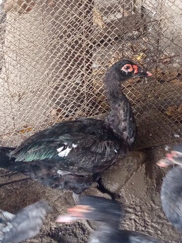 Ördəklər: Salam yerli və cins ördəklər satılır 20-70 manat arası ünvan Gəncə - — 1