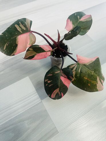otaq bitkiləri: Филодендрон Розовая принцесса, очень красивый куст 100 манат