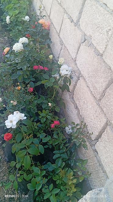kalistamon gulu: Çiçəkli dekorativ bitkilər – qapalı və açıq məkanlar üçün Məhsul — 2