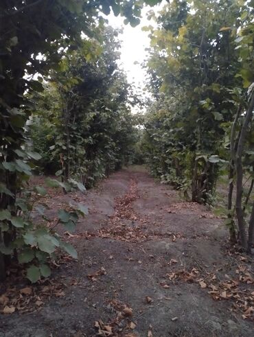 Ağaclar: Fındıq bağçası – intensiv əkilili, səliqəli cərgələr vatsa əlaqə — 4