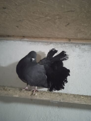 Птицы: Продаю голубей,все молодые прошлогодние.Птицу гоняю.Цены — 11