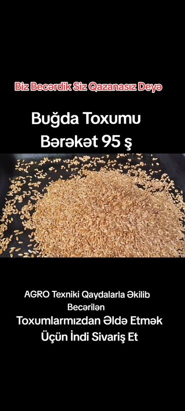 Digər bitkilər: Məhsul: Buğda toxumu – “Bərəkət 95” Xüsusiyyətlər: - Aqro texniki