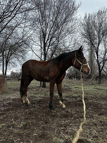 Лошади, кони: Продаю | Кобыла (самка), Конь (самец), Жеребенок | Полукровка | На забой, Для разведения, Для молока — 28