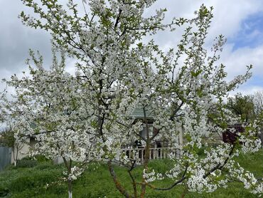 Günlük kirayə evlər: 230 kv. m, 6 otaqlı, Kanalizasiya, Kombi, Qaz — 17