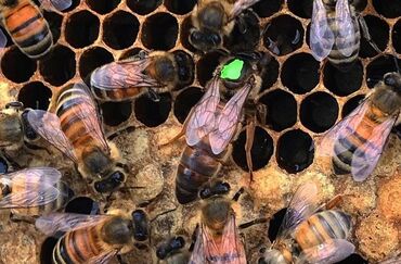 Arılar: Ana ari satisinin tək unvani. Hər növdə ana arı var. Öncədən sifariş