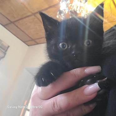 Мышыктар сатылат: ПРОДАЮТСЯ КОТЯТА 🐈🐈‍⬛ Мама шотландская скоттиш страйт, короткошёрстная — 6