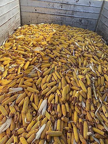 продаю отун: Кукуруза в початках сорт турецкий PL700 оптом продаю — 1