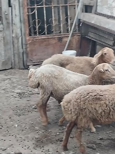 quzu qiyməti: Beyləqan quzuları
super kökdülər, diri çəki -10m — 4