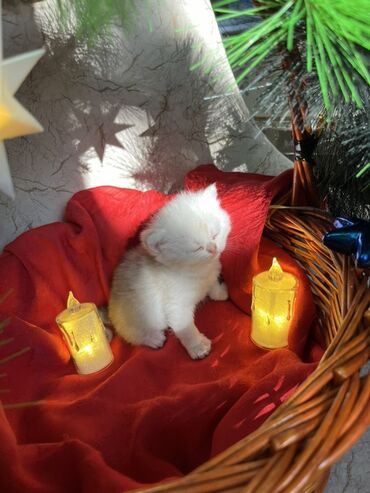 Pişiklər: Britan, Erkək, Dişi — 10