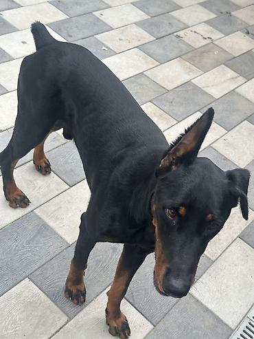 doberman balalari: Doberman, Erkək — 4