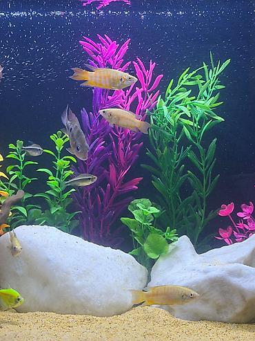 balaca akvarium qiymeti: 6manat qiymet birine aiddi tam saglam baliqlardi — 2