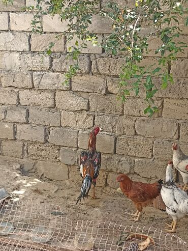 Xoruz, il: 1, Ünvandan götürmə