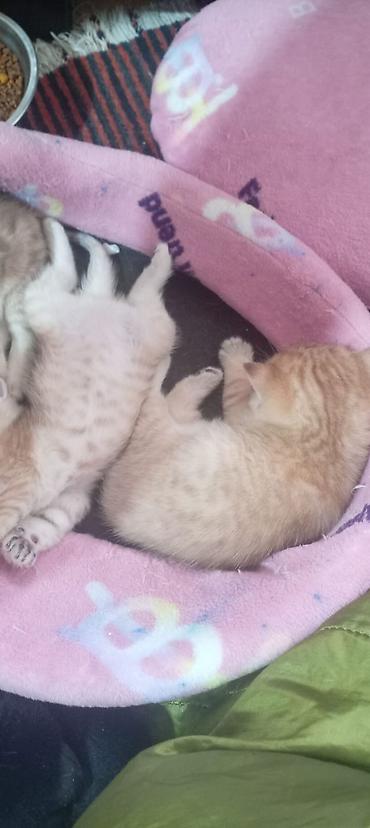 Pişiklər: Britan, Yaxşı əllərə — 13