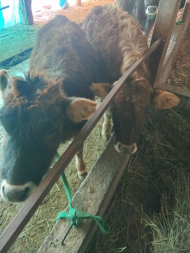 Коровы, быки: Продаю | Тёлка | Алатауская, Полукровка | Для разведения | После отела — 7