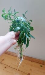 Lüğətlər: Maral buynuzu gül fidanları satılır. Böyük: 5 azn, balacalar: 2 azn