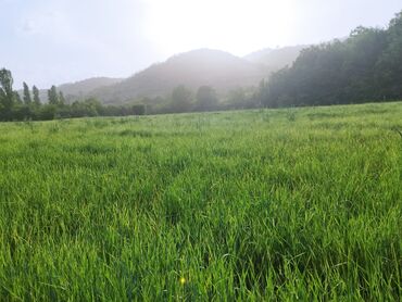 qobu lokbatan yolu torpaq: 25 sot, Tikinti, Kupça (Çıxarış)