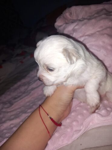 Psi: Malo belo štene – rase maltezer/pudl tip (toy veličina) - Starost — 5