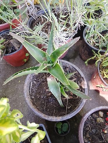 kalatea slike: Aloja vera u saksiji - Vrsta: Aloe vera (sukulent) - U saksiji — 1