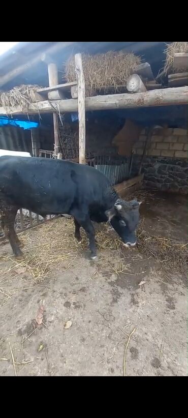 cins inekler azerbaycanda: Salam ərkek dana satilir 150-160 kg cekisi var bordagdadi 3ay