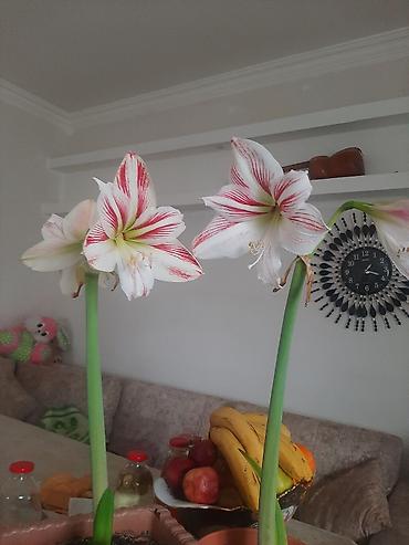 ev gulleri ve adlari: Bitki: Hippeastrum (Amarillis) – zolaqlı sort Güllər: Hər saplaqda — 2