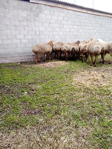 Баран, овца: Продаю | Баран (самец) | Для разведения — 5