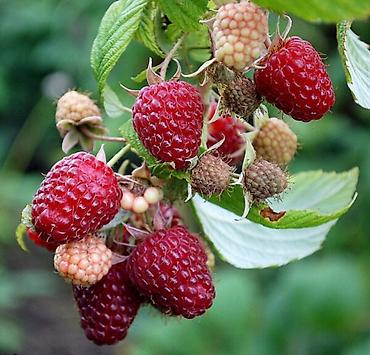 Raspberry saplings & cuttings: Саженцы малины мапема полонез принимаю заказы на саженцы Малина — 24