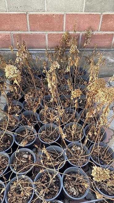 Гортензия: Саженцы — 9