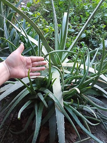 алоэ вера ош: Алоэ вера (Aloe vera) — крупные взрослые розетки с мясистыми — 1