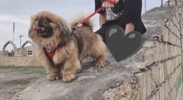 itlər doberman: Pekines, 1 il, Erkek, Peyvəndli, Pulsuz çatdırılma